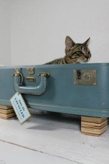Cat's house